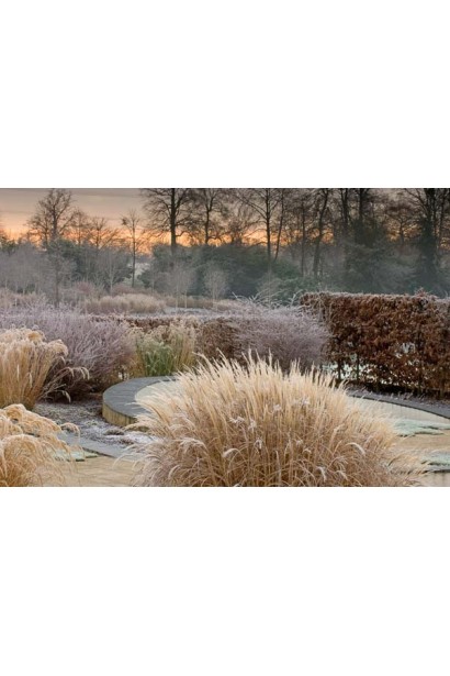 Осінній вигляд Miscanthus `Little Zebra` у ландшафті